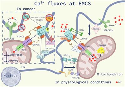 ER-mitochondria contact sites; a multifaceted factory for Ca2+ signaling and lipid transport 